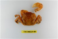 藏品(字纹弓蟹)的圖片